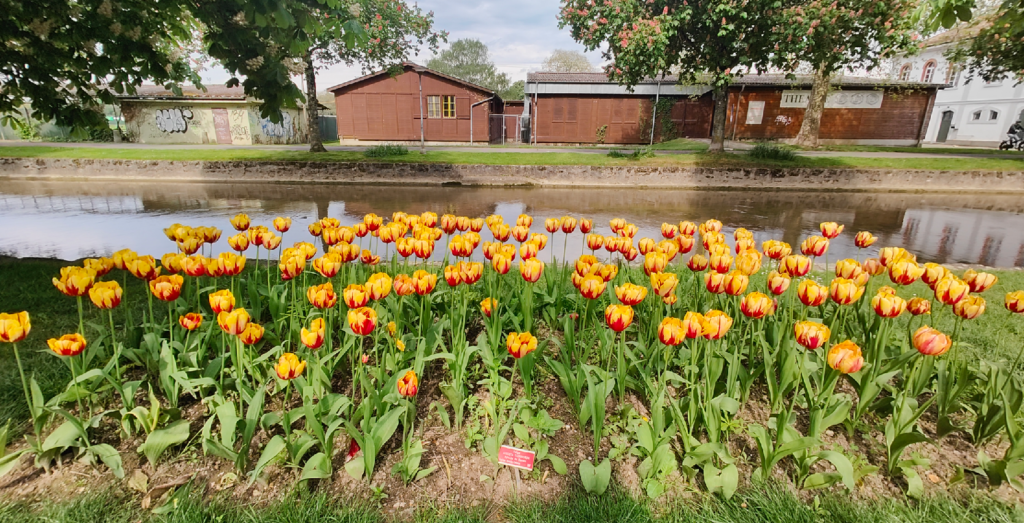 Photoessay Tulip Festival in Switzerland Rashminotes