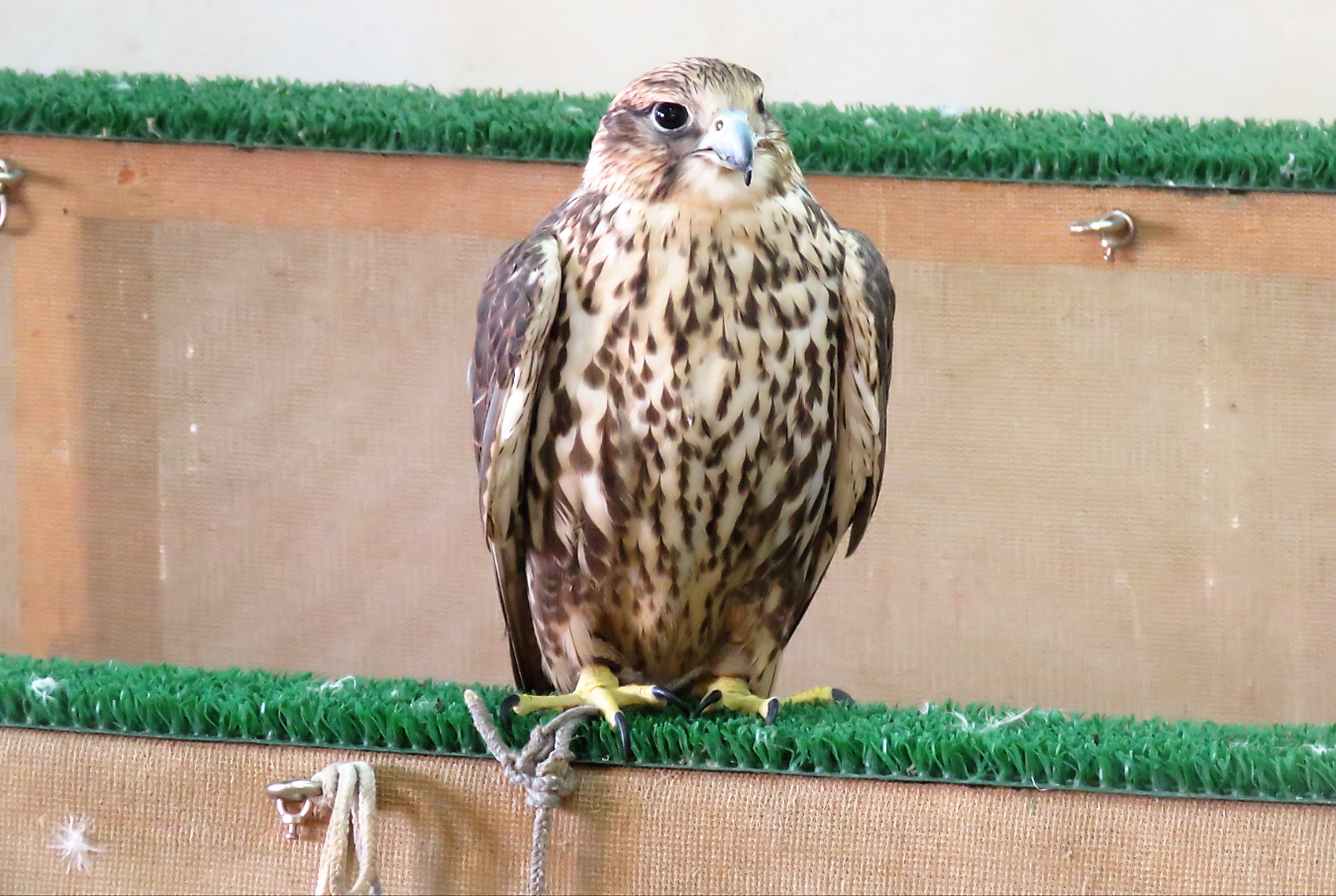Falcons in Qatar