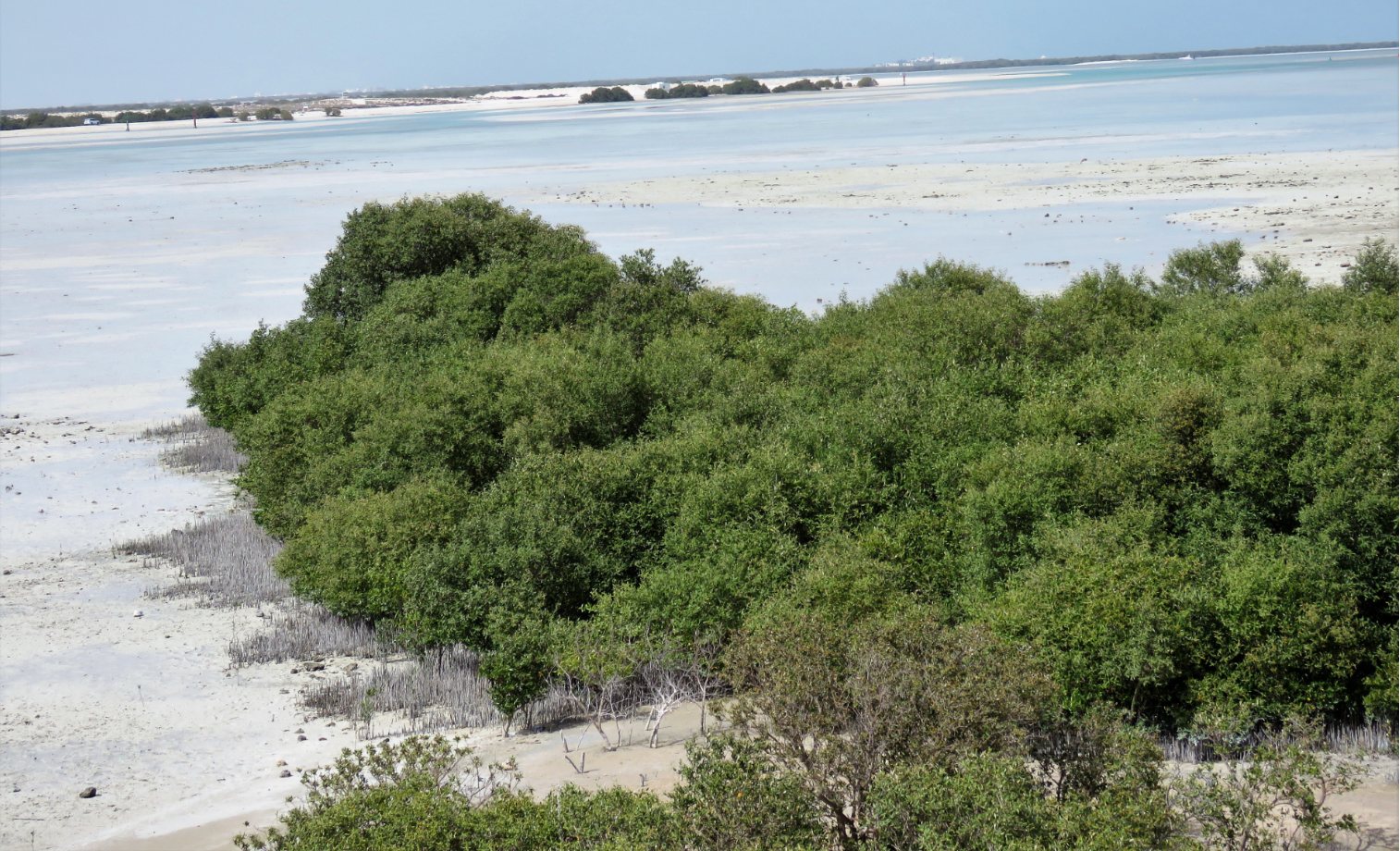 Azure waters and Mangroves of Al Thakira