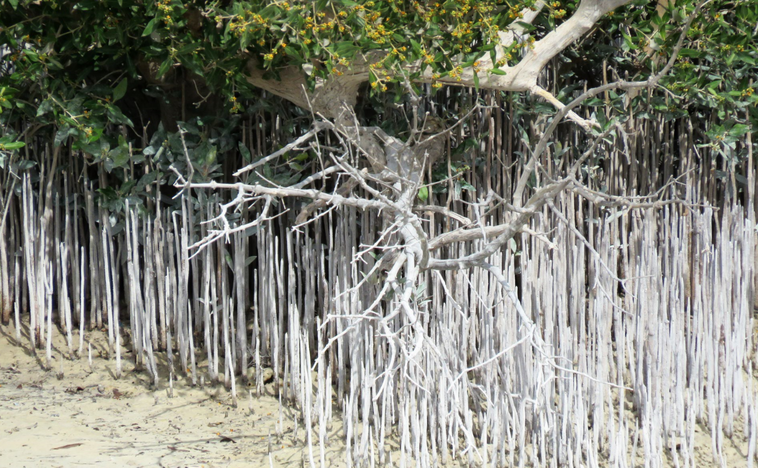 Mangroves at Al Thakira
