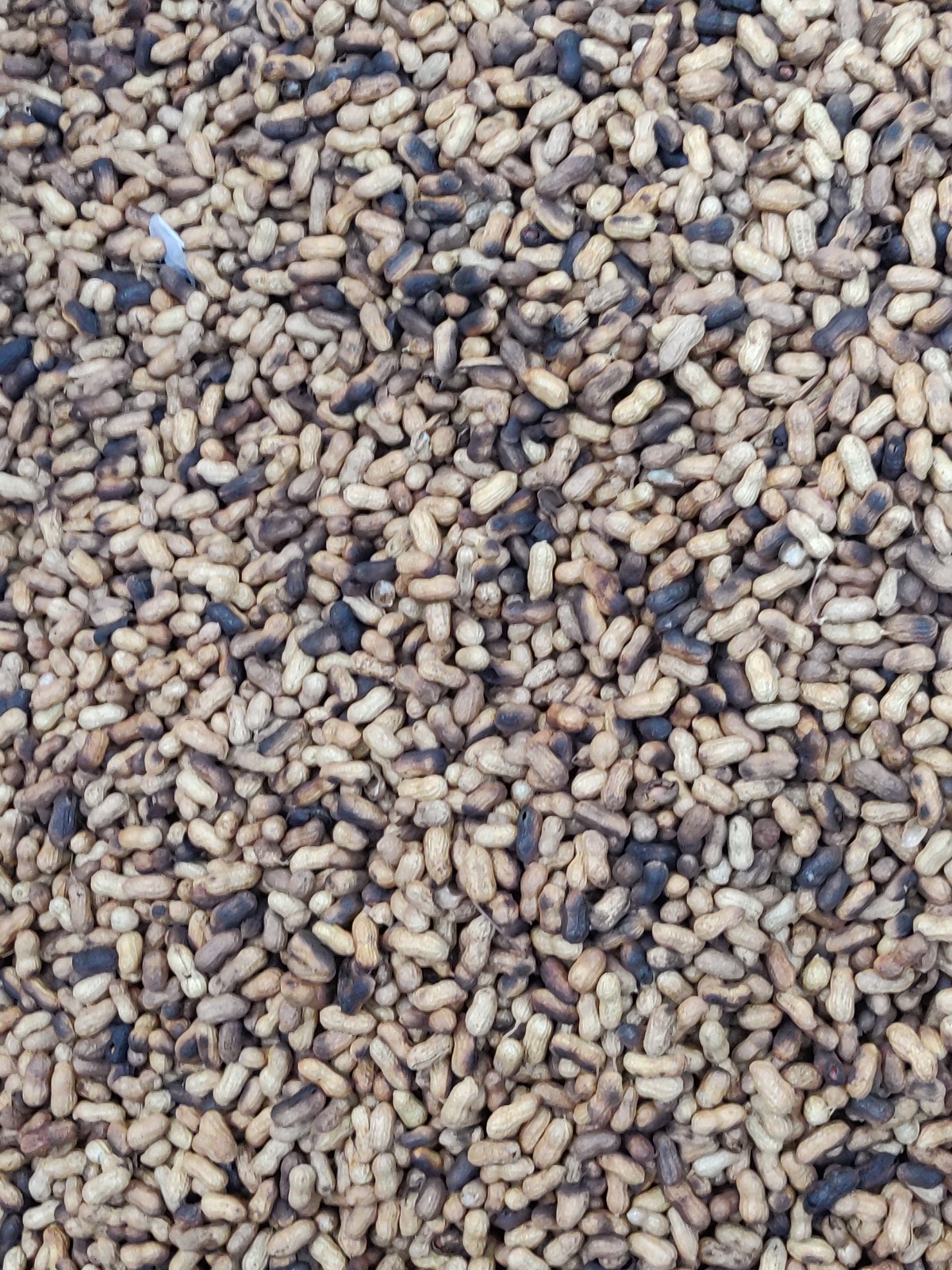 Groundnuts Galore at the Kadlekai Parishe in Basavanagudi, Bangalore